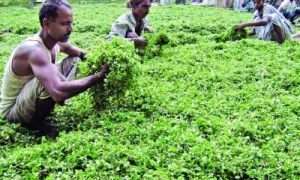 বিলেতি ধনেপাতা যাচ্ছে বিলেতে