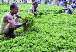 বিলেতি ধনেপাতা যাচ্ছে বিলেতে