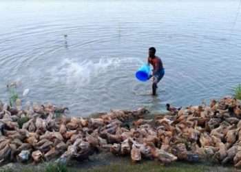 হাঁস পালনে খামারিদের হাসিমুখ