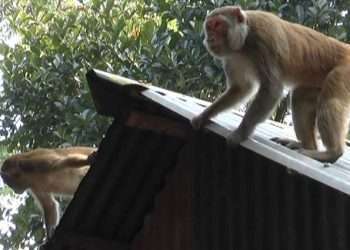 লোকালয়ে বানর, উৎসুক জনতার ভিড়