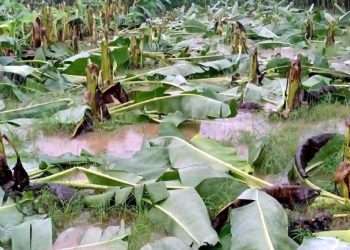 এ কেমন শত্রুতা