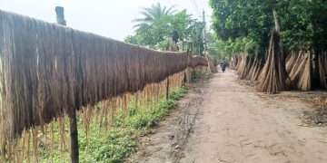 পাট এখন কৃষকের গলার ফাঁস