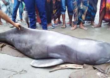 জেলের জালে ধরা পড়লো শুশুক