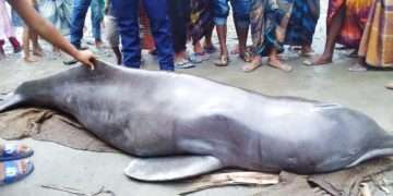 জেলের জালে ধরা পড়লো শুশুক