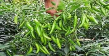 রংপুরে বেড়েছে কাঁচা মরিচের চাষ