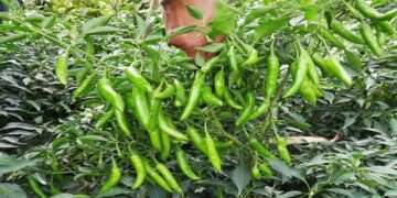 রংপুরে বেড়েছে কাঁচা মরিচের চাষ