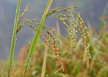 হেমন্ত এলো ধূসর বিবর্ণে, হিমেল হাওয়ায়