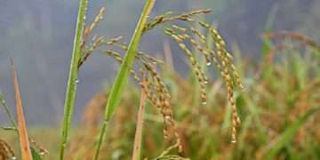 হেমন্ত এলো ধূসর বিবর্ণে, হিমেল হাওয়ায়