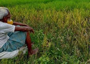 পোকার আক্রমণে দিশেহারা কৃষক