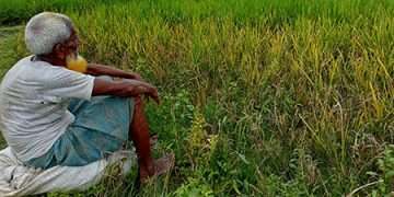 পোকার আক্রমণে দিশেহারা কৃষক