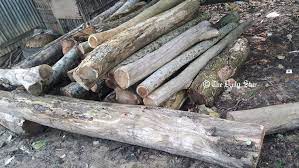 বনের চারাগাছ উপড়ে ফেলার অভিযোগ