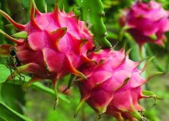 ১০টি চারা দিয়ে ড্রাগন চাষ শুরু