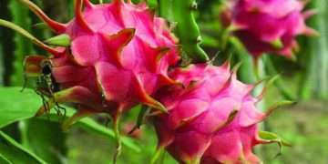 ১০টি চারা দিয়ে ড্রাগন চাষ শুরু