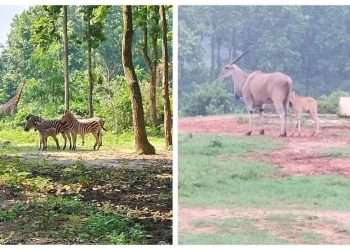 বঙ্গবন্ধু সাফারি পার্ক নীলগাই কমন ইল্যান্ড জেব্রা