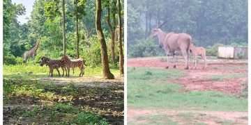 বঙ্গবন্ধু সাফারি পার্ক নীলগাই কমন ইল্যান্ড জেব্রা