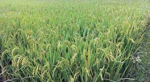 নালিতাবাড়ীতে আগাম জাতের বিনাধানে বাম্পার ফলন 