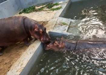 নতুন সঙ্গী পেল জলহস্তি লালপাহাড়