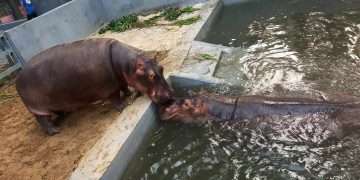 নতুন সঙ্গী পেল জলহস্তি লালপাহাড়