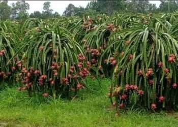 ১২ বিঘা জমিতে ৩০ লাখ টাকার ড্রাগন