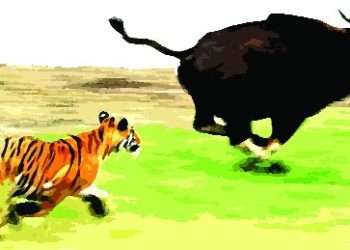 বাঘের আক্রমণে মারা গেল মহিষ