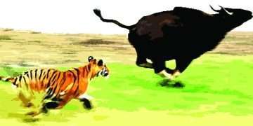 বাঘের আক্রমণে মারা গেল মহিষ