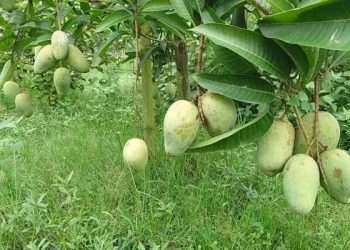 শিবগঞ্জে অসময়ে গাছে গাছে ঝুলছে কাঁচা-পাকা আম