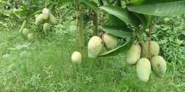 শিবগঞ্জে অসময়ে গাছে গাছে ঝুলছে কাঁচা-পাকা আম