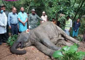 কাপ্তাইয়ে বন্যহাতির মৃত্যু