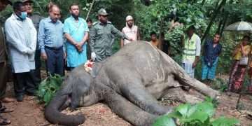 কাপ্তাইয়ে বন্যহাতির মৃত্যু