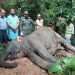 কাপ্তাইয়ে বন্যহাতির মৃত্যু