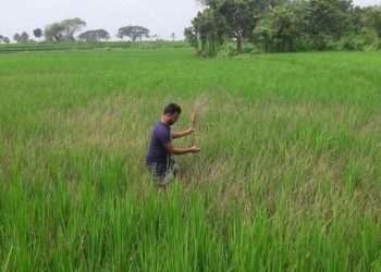 ইঁদুরে কাঁচা ধান কেটে সাবার, অসহায় কৃষক