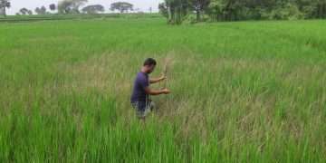 ইঁদুরে কাঁচা ধান কেটে সাবার, অসহায় কৃষক