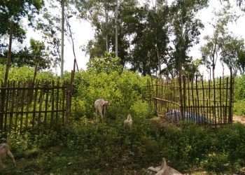 কবরে ঠাঁই পেল বিয়ের অনুষ্ঠানের ফুল