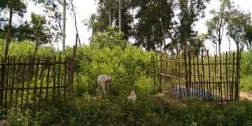 কবরে ঠাঁই পেল বিয়ের অনুষ্ঠানের ফুল