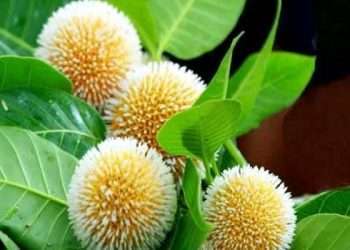 কুষ্টিয়া থেকে হারিয়ে যাচ্ছে প্রকৃতির সৌন্দর্য কদম ফুল