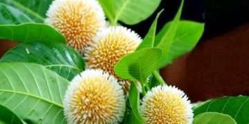 কুষ্টিয়া থেকে হারিয়ে যাচ্ছে প্রকৃতির সৌন্দর্য কদম ফুল