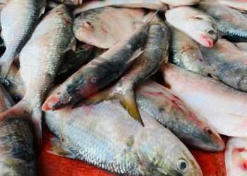 নিষেধাজ্ঞার পর বাজারে ইলিশ বেড়েছে ১০ গুণ