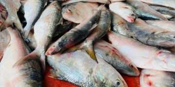 নিষেধাজ্ঞার পর বাজারে ইলিশ বেড়েছে ১০ গুণ