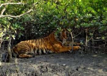 সুন্দরবনে আবারও বাঘের দেখা মিলল