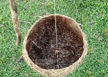 পিঁপড়ার ডিম বেচে চলে সংসার