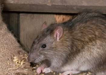 বছরে ৫৪ লাখ লোকের খাবার নষ্ট করে ইঁদুর