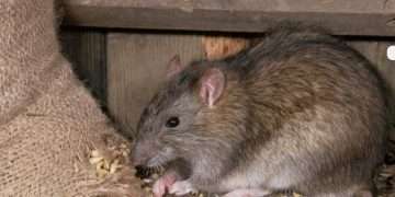 বছরে ৫৪ লাখ লোকের খাবার নষ্ট করে ইঁদুর