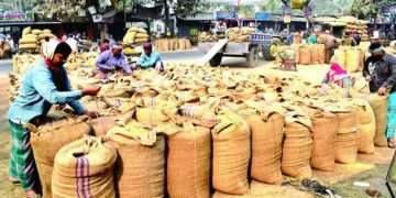 আমনের দাম নিয়ে দুশ্চিন্তায় কৃষক