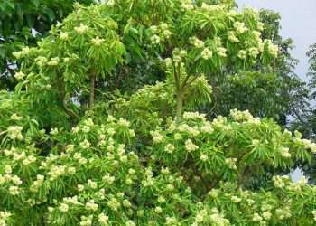 ছাতিম গাছে ফুল ধরিয়াছে