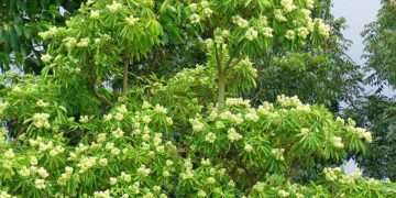 ছাতিম গাছে ফুল ধরিয়াছে