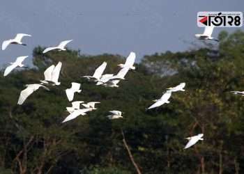 ডানা মেললো শতাধিক সাদা বক