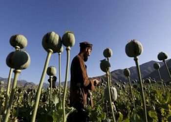 আফগানিস্তানে আফিম উৎপাদন ৯৫ শতাংশ কমেছে