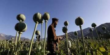 আফগানিস্তানে আফিম উৎপাদন ৯৫ শতাংশ কমেছে