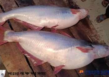 ব্রহ্মপুত্র নদে জেলের জালে ১০ ও ১৪ কেজি ওজনের পাঙ্গাশ