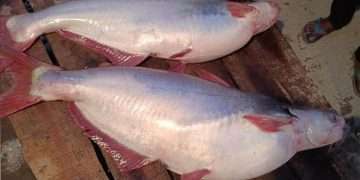 ব্রহ্মপুত্র নদে জেলের জালে ১০ ও ১৪ কেজি ওজনের পাঙ্গাশ